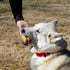 Authentic Himalayan Yak Cheese for Dogs, Jumbo (Pack of 1), Rawhide-Free, NO preservatives.