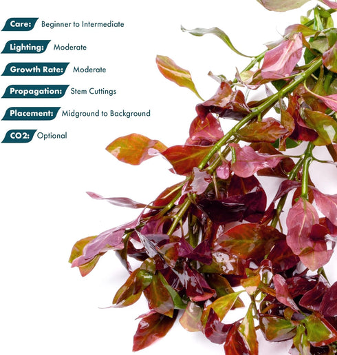 SubstrateSource Live Plant - Ludwigia Ovalis - Easy Care, Moderate to High Light, Green to Orange Accent, Freshwater
