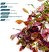 SubstrateSource Live Plant - Ludwigia Ovalis - Easy Care, Moderate to High Light, Green to Orange Accent, Freshwater