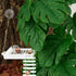 Generic Hammock Hermit Crab Habitat Accessories - Plastic Grid Ladder for Hermit Crab, Hamster, Guinea Pig (White)