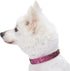Blueberry Pet Adjustable Dog Collar in Cerise Pink, Glam Life Gold Stamping Lace, Neck 7.5-10", for Small Breed