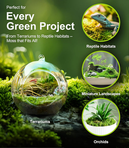 Pack 2 Live Moss Duo Types of Real Live Sheet/Sphagnum Moss for Terrariums, Terrarium Mosses Landscaping, Reptile Tank