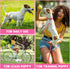 36Pcs Dog Collar and Leash Set, Adjustable Quick Release Buckle Soft Nylon Collar for Puppy Small Dogs Walking Training