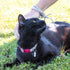 Pettsie Cat Collar, Breakaway Safety and Friendship Bracelet, Adjustable 7.5-11.5 Inches, Red