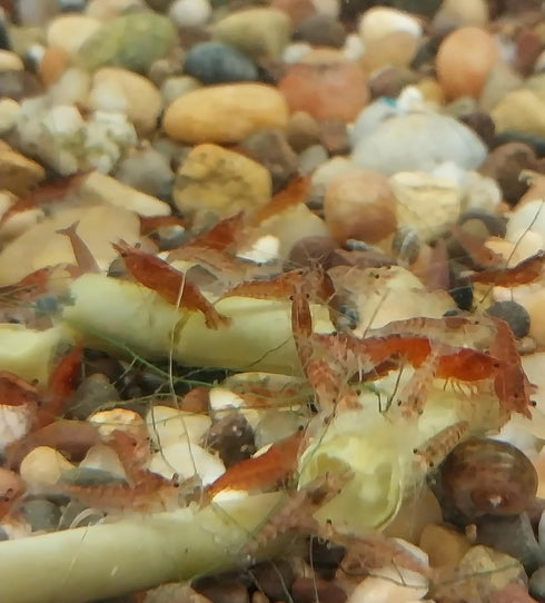 Bugs and More Store 8 Live Neocaridina Shrimp, Freshwater Dwarf Red Cherry Shrimp, Males and Females, Consume Algae