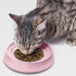 CatGuru Cat Bowls, Whisker Stress Free Cat Food Bowl, Non Slip Shallow Dish for Feeding & Watering Supplies (Set of