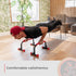 Rubberbanditz Parallette, Parallel Bars & Dip Station for Home Gym Workout Equipment