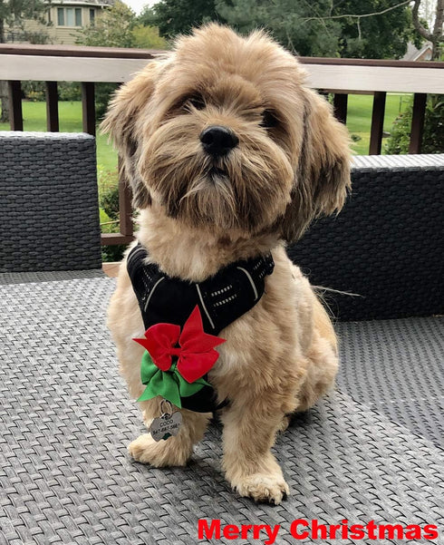 Cute Puppy Supplies Dog Accessories for Large Dogs, 8ct 3 Inch Small Dog Hair Bows for Grooming
