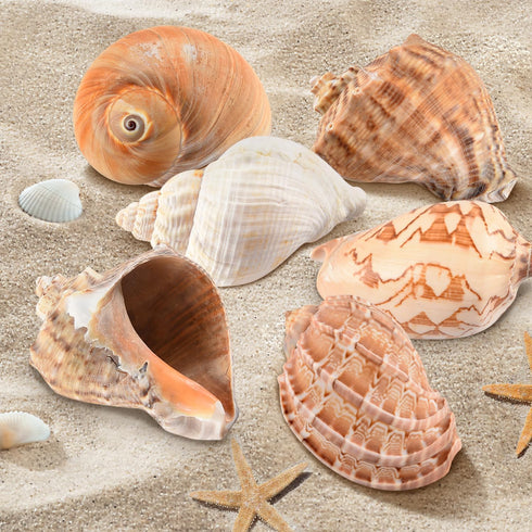 Hermit Crab Shells - Large 6pcs Natural Conch Shells (Size 2.8" - 3.8") for Habitat and Decorations