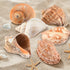 Hermit Crab Shells - Large 6pcs Natural Conch Shells (Size 2.8" - 3.8") for Habitat and Decorations