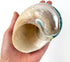 Heyiwell Large Polished Jade Top Turbo Seashells&Hermit Crab Shells3.5~4.5" Inch