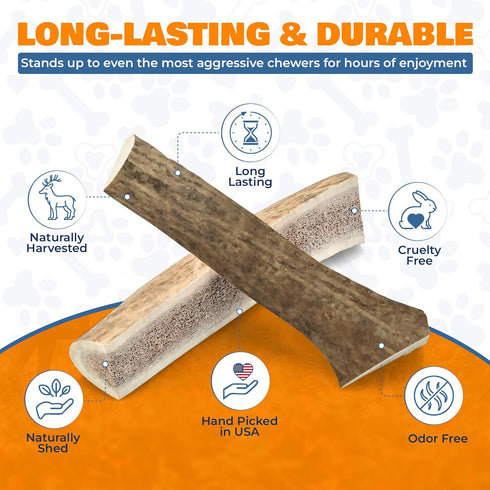 Natural Elk Antlers for Dogs - Premium Grade Long-Lasting Whole Deer Antler Chews for Aggressive Chewers - 1 Pack