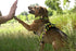 Dingo Dog Harness Do Not Pet Vest for Puppies, Dog in Training, Working Dog, Service Dog, Emotional Support Dog, Medium