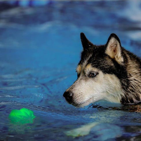 Nite Ize GlowStreak LED Dog Ball - Motion Activated, Color-Changing, Disc-O