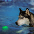 Nite Ize GlowStreak LED Dog Ball - Motion Activated, Color-Changing, Disc-O