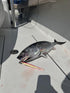 80g 1, 5, 10 Packs Tuna Riser jigs Green/White, Pink Glow