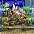 Seiryu Rock Stone - 2-6 inches for Aquariums, Landscaping Model, Tank Decoration (10lb)