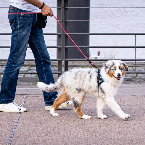 5/6 FT Strong Dog Leash for Pets, Highly Reflective Rope, Soft Padded Handle, 360-Degree Rotating Metal Buckle, 5ft