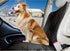 Furhaven Universal Quilted Water-Resistant Car Seat Protector - Black, One Size