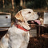 Genuine Leather Dog Collar, Heavy Duty Wide Collar for Small, Medium, Large, Extra Large Dogs (S: 0.8" Wide, Red)