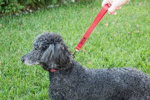 The Jenny Dog Leash for Blind, Elderly, Disabled Pets - Total Control for MED & Large Dogs
