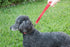 The Jenny Dog Leash for Blind, Elderly, Disabled Pets - Total Control for MED & Large Dogs