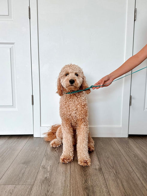 Midlee 4 Foot Dog Kennel Slip Lead - Heavy Duty Nylon Pack of 10