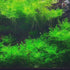 PLANTEREST BUY2GET1FREE Water Wisteria Hygrophila Difformis Bunch Live Aquarium Plant Decorations