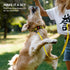 CollarDirect Reflective Dog Collar, Quick Release Buckle, Nylon for Swimming, 14-18 Inch, Yellow