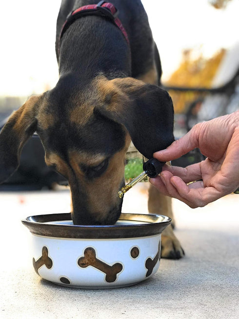 Homescape Pets Daily Thrive - Hemp Oil & Turmeric for Cats & Dogs, Anti-Inflammatory Pain Reliever