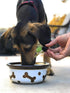 Homescape Pets Daily Thrive - Hemp Oil & Turmeric for Cats & Dogs, Anti-Inflammatory Pain Reliever