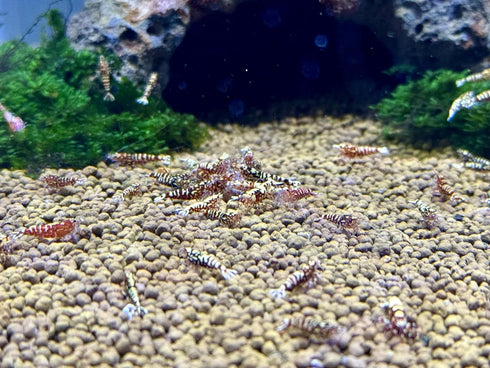 (5 (+1)) Red Galaxy Pinto S-SS ''Juvenile'' Shrimp Live Freshwater Shrimp Aquarium Caridina Inverts Taiwan Bee Shrimps
