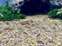 (5 (+1)) Red Galaxy Pinto S-SS ''Juvenile'' Shrimp Live Freshwater Shrimp Aquarium Caridina Inverts Taiwan Bee Shrimps