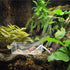 2 Pack Transparent Hermit Crab Water Tanks with Cuttable Climbing Ramp, Ideal Habitat for Crabs