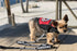Emotional Support Dog Leash - Identification with or Without an Emotional Support Animal Vest, Includes Five ESA