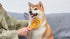Burt’s Bees for Pets Porcupine Bristle Brush for Large Dogs, Eco-Friendly Grooming Brush with Handle