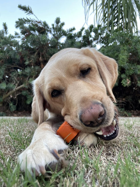 Tough Pup Puck Dog Toy for Aggressive Chewers, Long Lasting Chew Toys, Stuffable Center with Treats, Easy to Clean