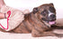 My Doggy Place Dog Towel, Super Absorbent Microfiber with Hand Pockets, Quick Dry Shammy Towel, Oatmeal, 30 x 12.5 in