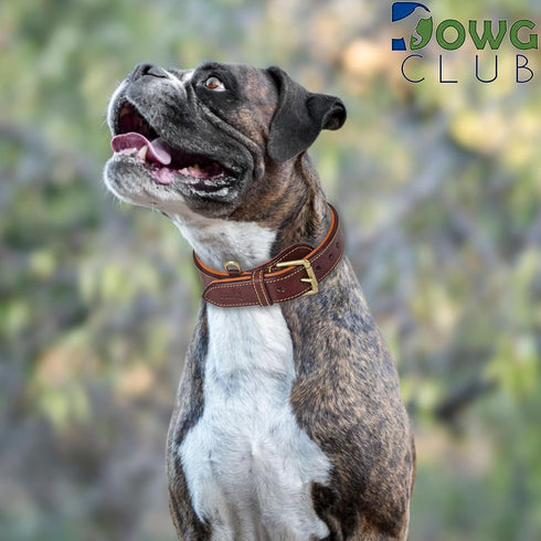Genuine Leather Dog Collar - Full Grain, Heavy Duty, Comfortable, Padded for Pups, Small, Medium, Large & XL Breeds
