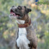 Genuine Leather Dog Collar - Full Grain, Heavy Duty, Comfortable, Padded for Pups, Small, Medium, Large & XL Breeds