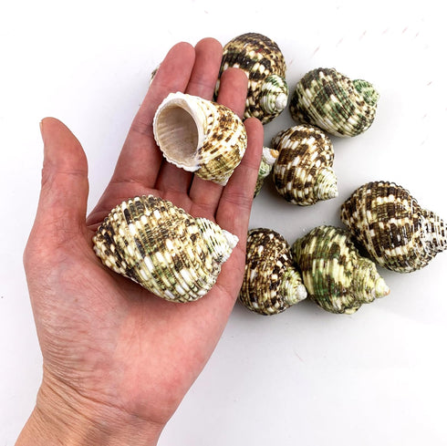 10PC Natural Green Hermit Crab Shells, Turbo Sea Shell for Hermit Crab Supplies Decor