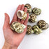 10PC Natural Green Hermit Crab Shells, Turbo Sea Shell for Hermit Crab Supplies Decor