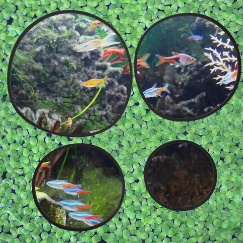 Mipcase Aquarium Floating Plant Rings - 5pcs Fish Feeding Ring for Fish Tank