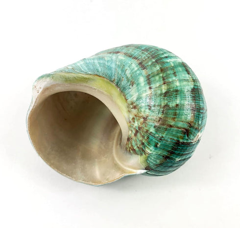 Heyiwell 3.5"~4.5" Inch Natural Large Jade Turbo Seashells&Hermit Crab Shells