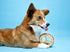Hartz Chew ‘n Clean Chew Toy and Treat in One, Chicken Flavored Ring Dog Toy, Medium