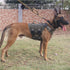ICEFANG GN3 Tactical Dog Harness with 6X Buckle, Molle Vest with Handle, XL Ranger Green