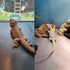 Bearded Dragon Tank Accessories, Reptile Mat for Leopard Gecko, Non-Adhesive Substrate Liner (18"x36" Grey)