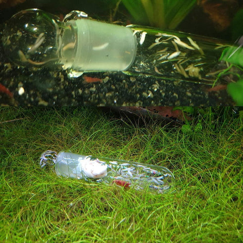 Planaria Trap Catch Trap for Aquarium, Clear Glass Leech Catcher Tube with 3 Holes for Cherry Shrimp and Dwarf Shrimp