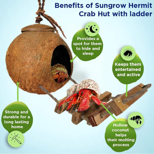 SunGrow Hermit Crab Coco Hut with Ladder, Coconut Hide for Reptiles, Crab Cage Climbing Toys, 5"