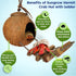 SunGrow Hermit Crab Coco Hut with Ladder, Coconut Hide for Reptiles, Crab Cage Climbing Toys, 5"